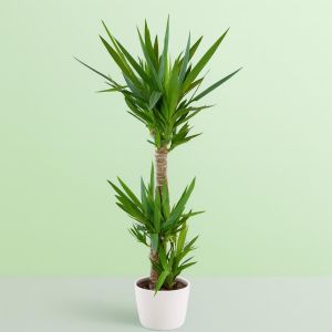 Yucca Elephantis 24 cm  Studio