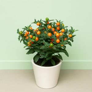 Solanum Pseudocapsicum 10 cm