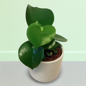 Peperomia polybot Raindrop 12 cm