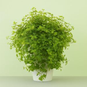 Peperomia Rotundifolia 8 cm pot