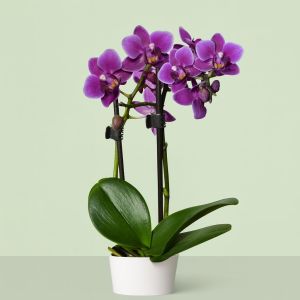 mini orchid purple v2 Studio