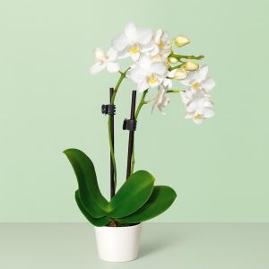 mini white orchid v2 Studio