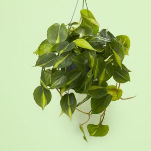 Philodendron Scandens Brasil Studio