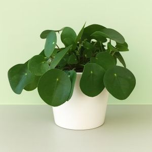 Pilea peperomoides Studio