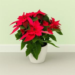 Poinsettia Euphorbia pulcherrima Pink
