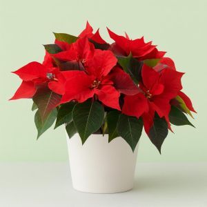 KerststerJester Red Poinsettia