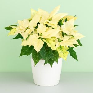 Poinsettia Arctic White