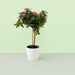 Rhododendron Simsii Bicolor Standard Studio