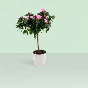 Rhododendron Simssi Light Pink Standard Studio