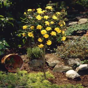 visi37374 Als Rosa Rugul Golden Penny