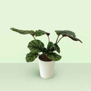 Calathea Fasciata 14 cm pot Studio V2 Studio