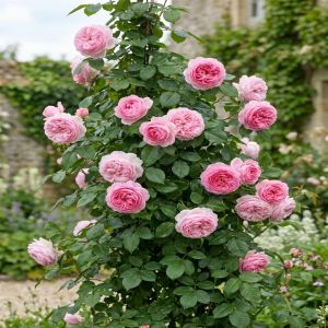 Climbing Rose Our Last Summer