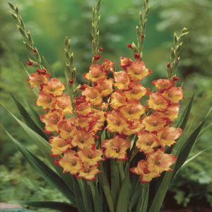 Gladiolus Princess Margaret Rose