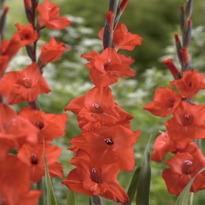 Gladiolus Fortuna