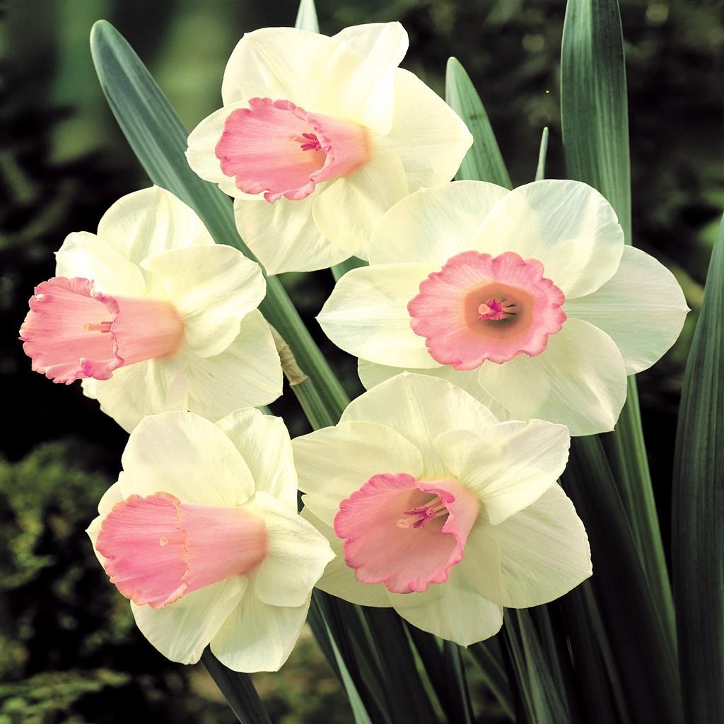 Buy Spring flowering bulbs affordable