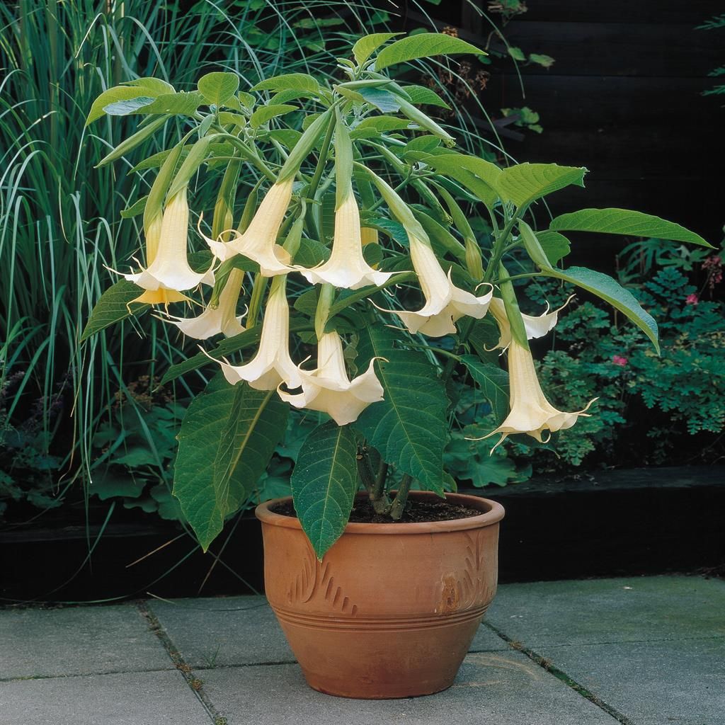 Buy Brugmansia - Angel's Trumpet affordable | Gardens4you.ie