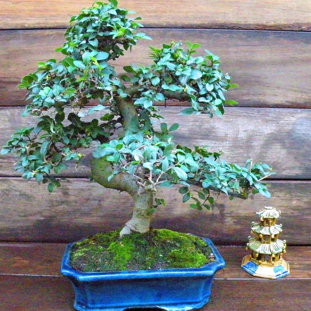 Ulmus parvifolia Bonsai  14 Year Old Chinese Elm