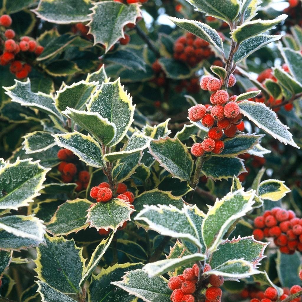 Buy Ilex aquifolium Argentea Marginata affordable | Gardens4you.ie