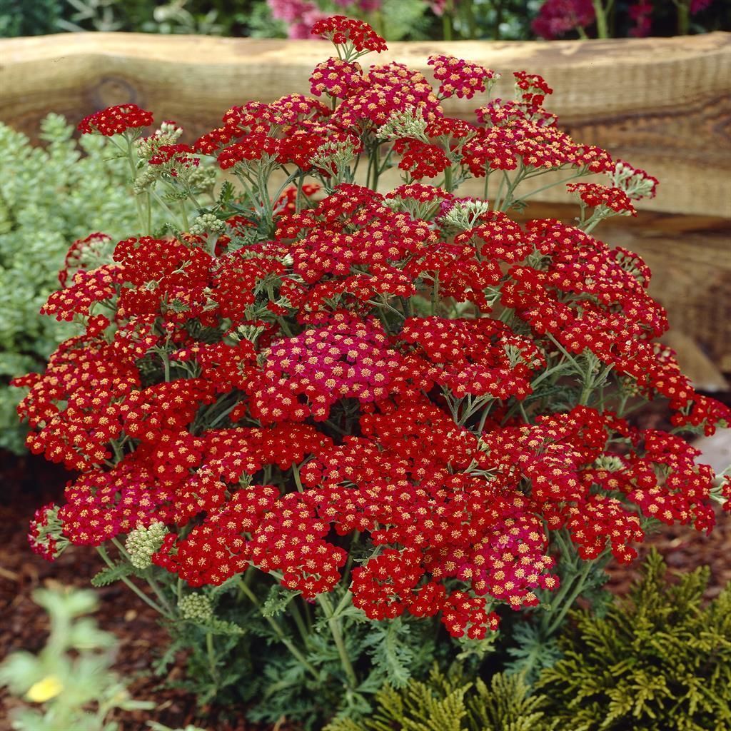 Achillea millefolium — Red Yarrow Perennial Plants