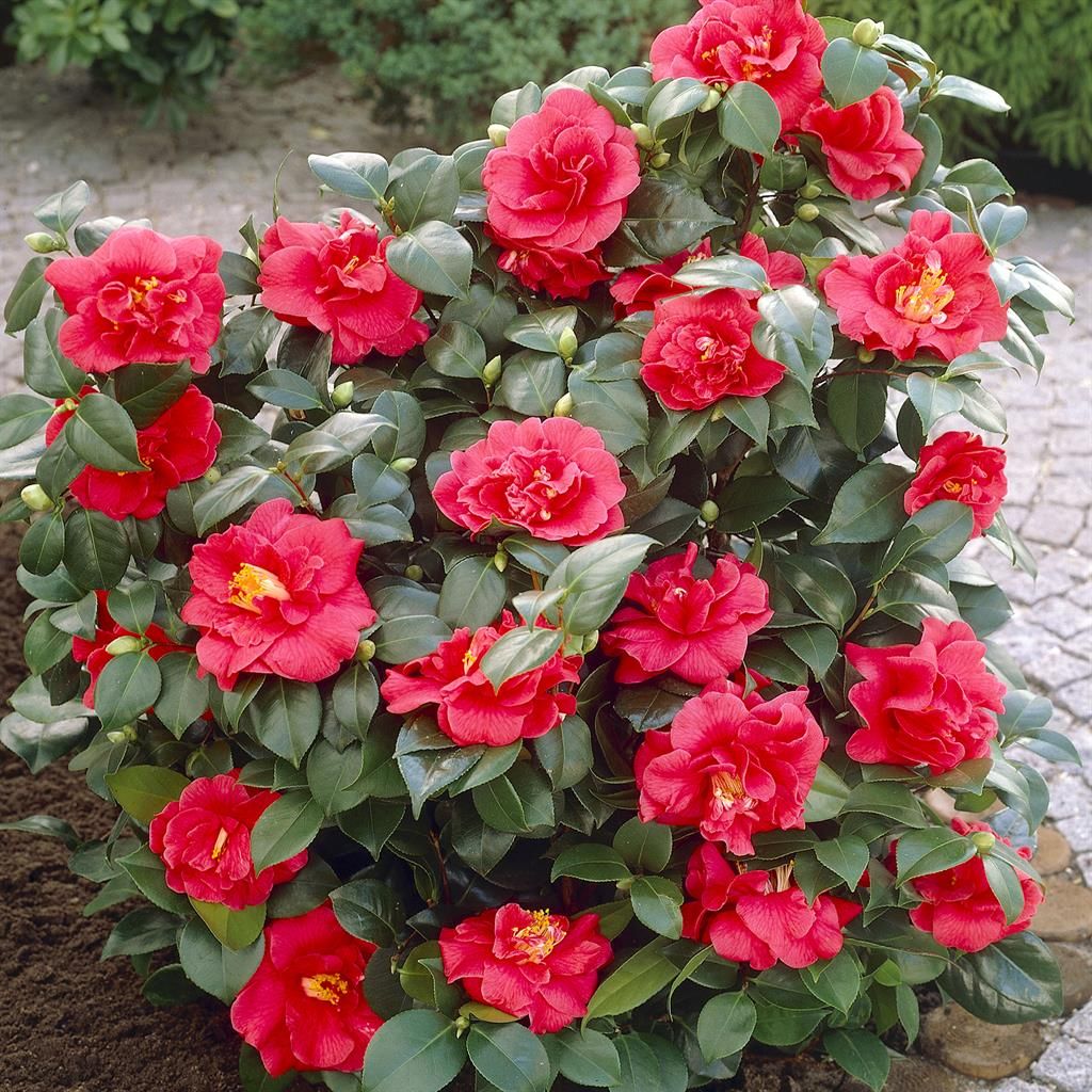 Buy Camellia japonica red 9cm affordable