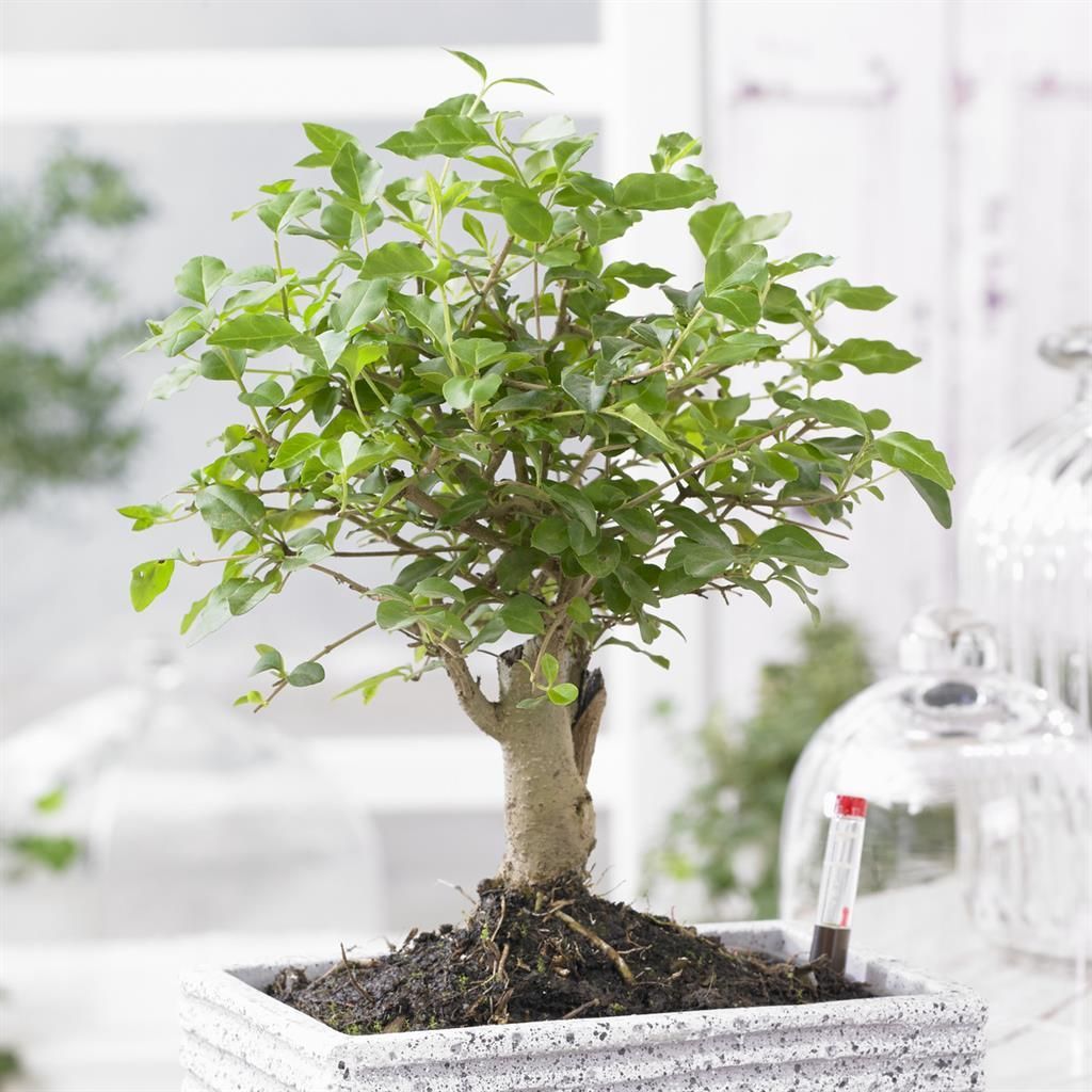 Bonsai Ligustrum nitida  1520 cm