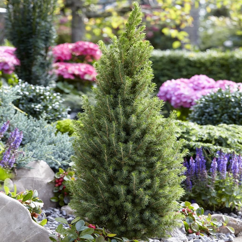 diy bonsai tree Homebrew DIY Kit