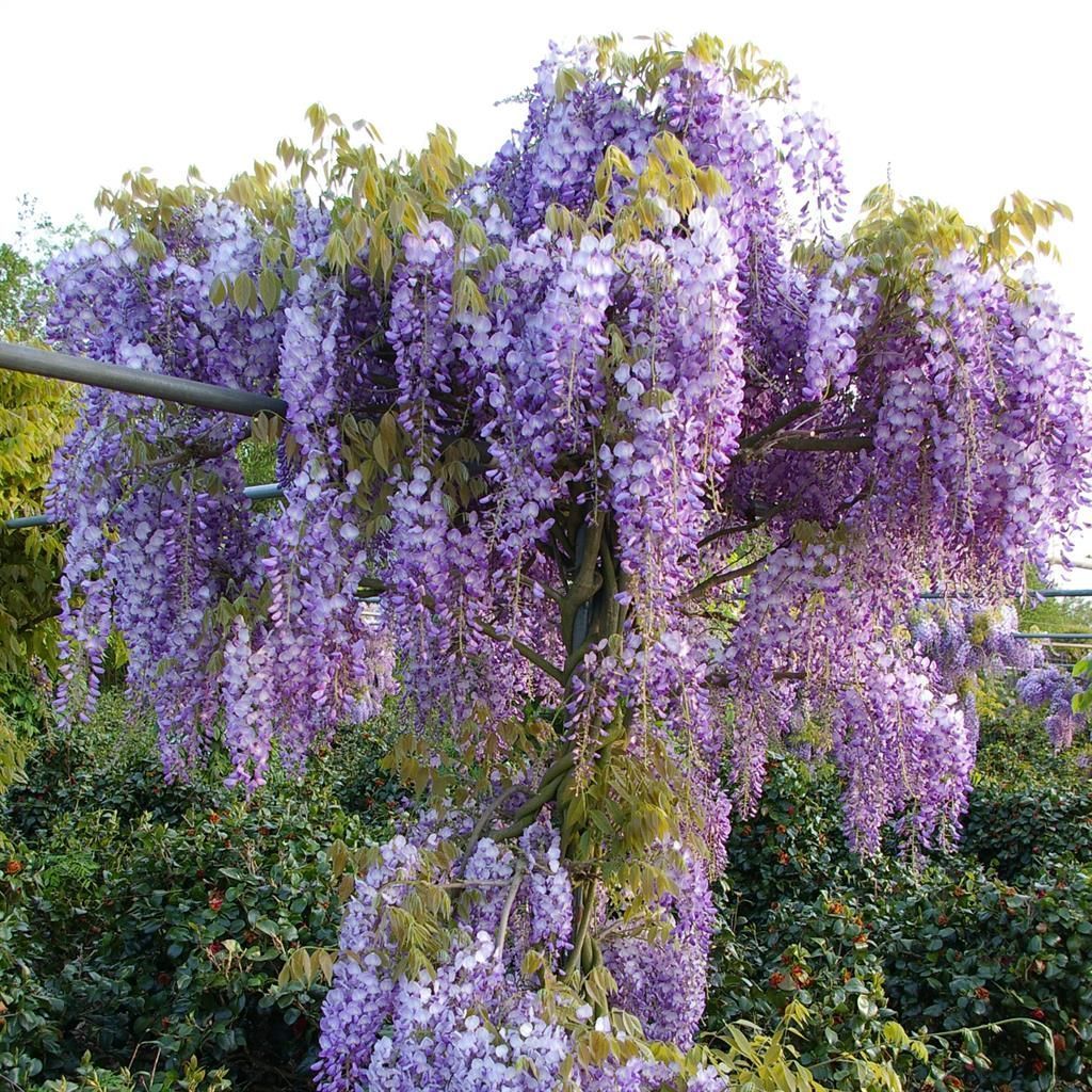 Wisteria Sinensis 'Prolific'  Blue Climbing Plant