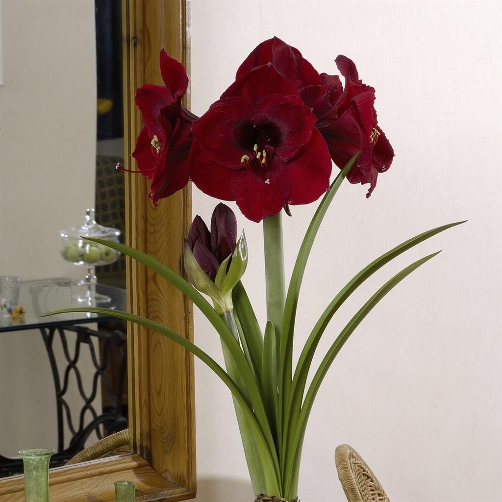 Buy Amaryllis Benfica 22/24 affordable | Gardens4you.ie
