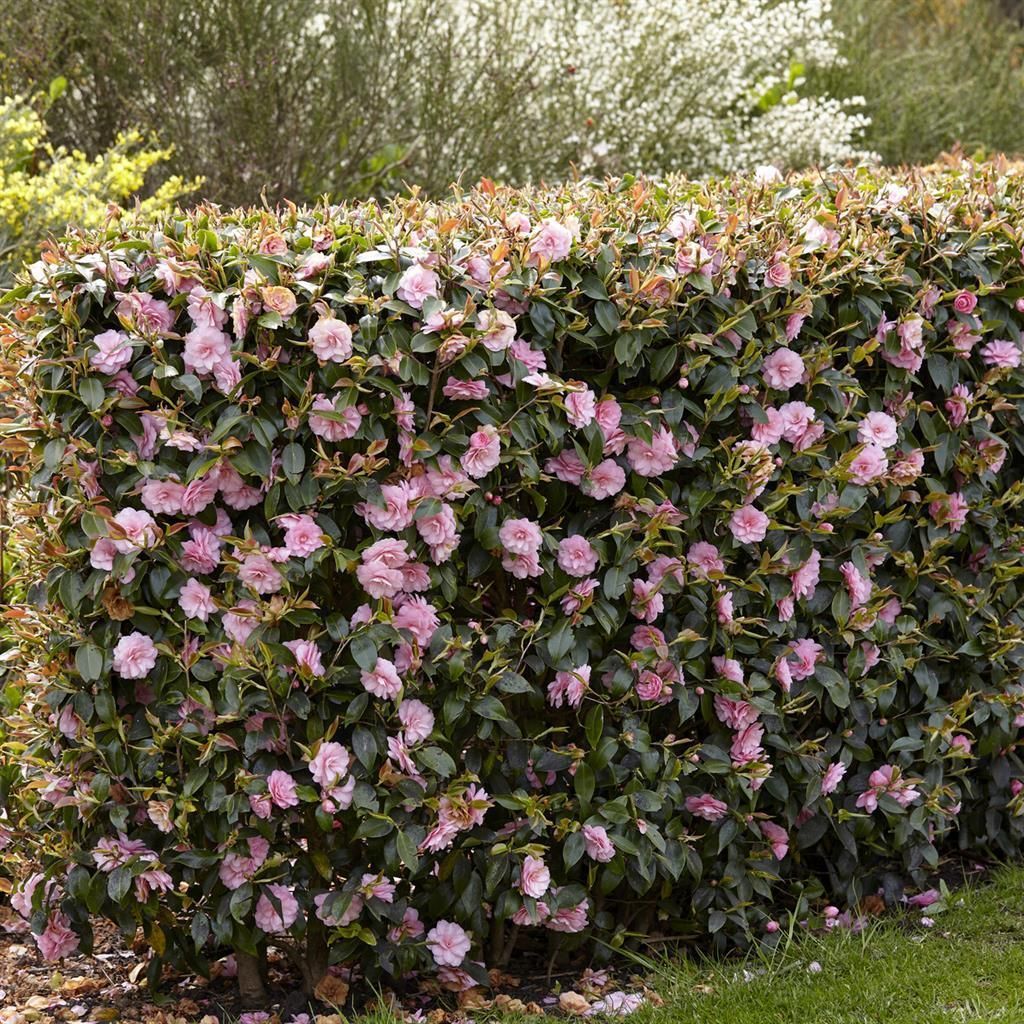 Spring Festival Camelia (Camellia cuspidata) in 9cm Pot - Pack of 5