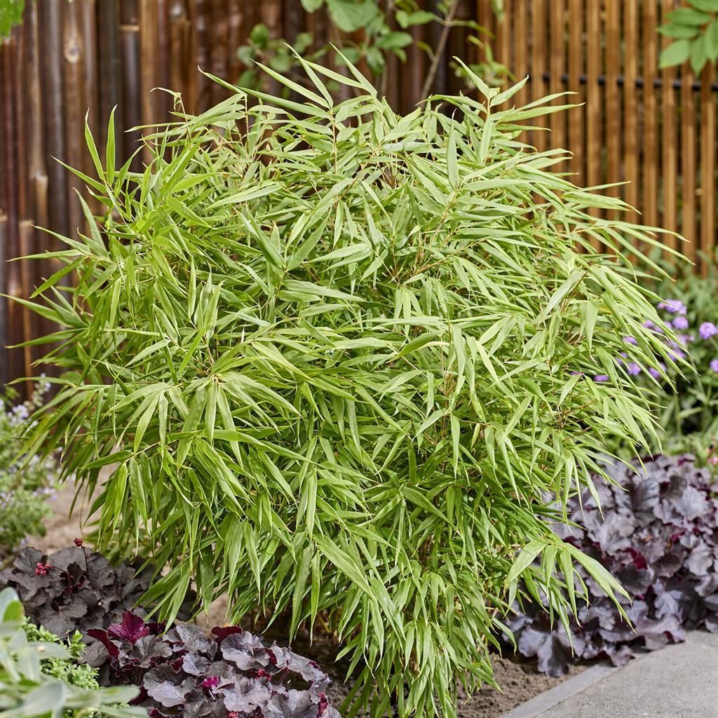 Buy Fargesia Green Bamboo in 17cm Pot | Gardens4you