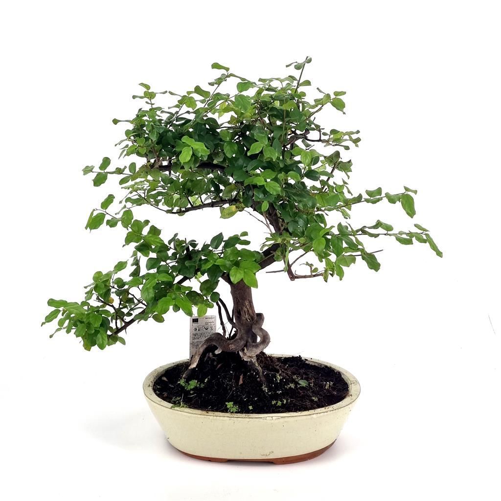 bonsai lagerstroemia Crepe Myrtle - Lagerstroemia indica