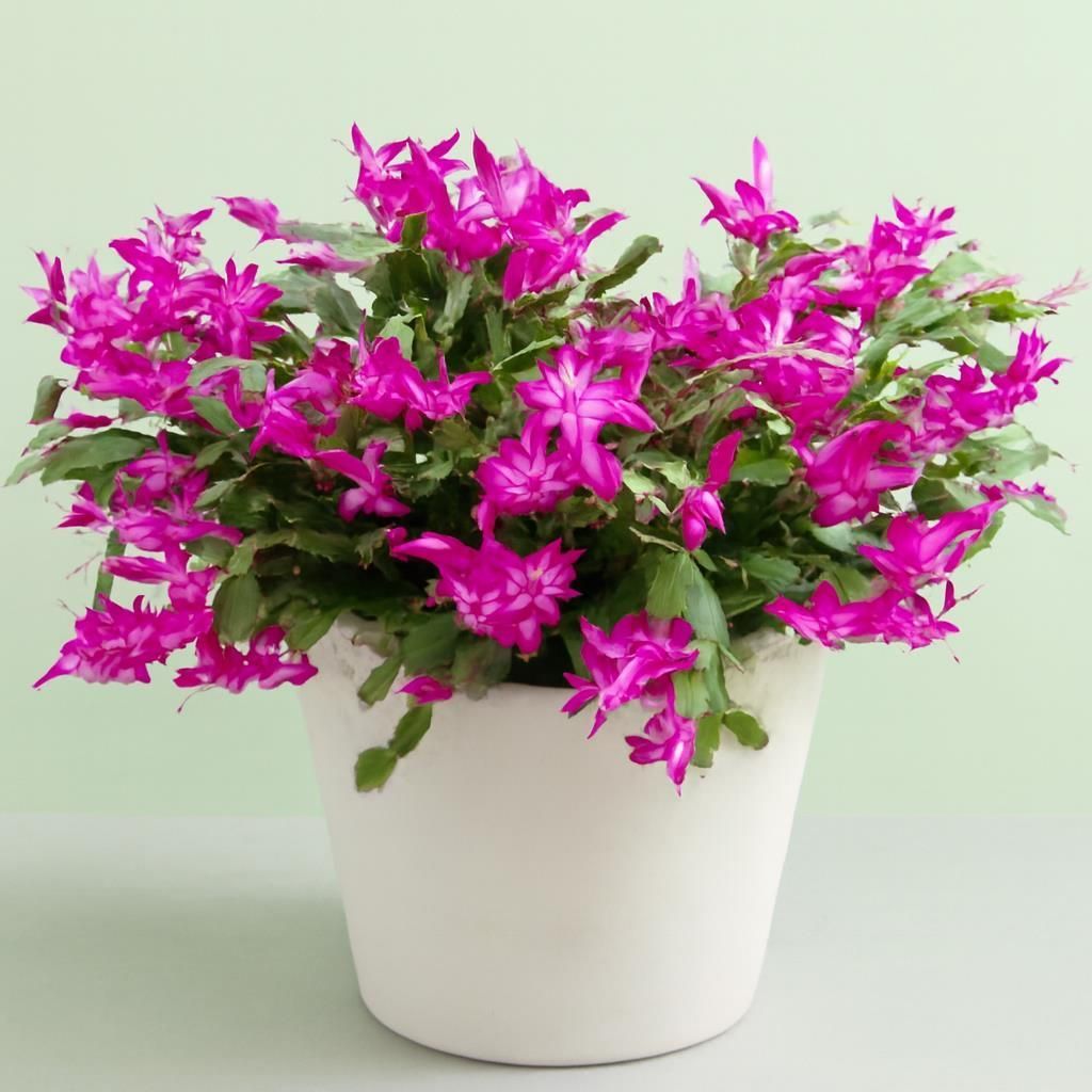 Schlumbergera Pink Indoor Plant