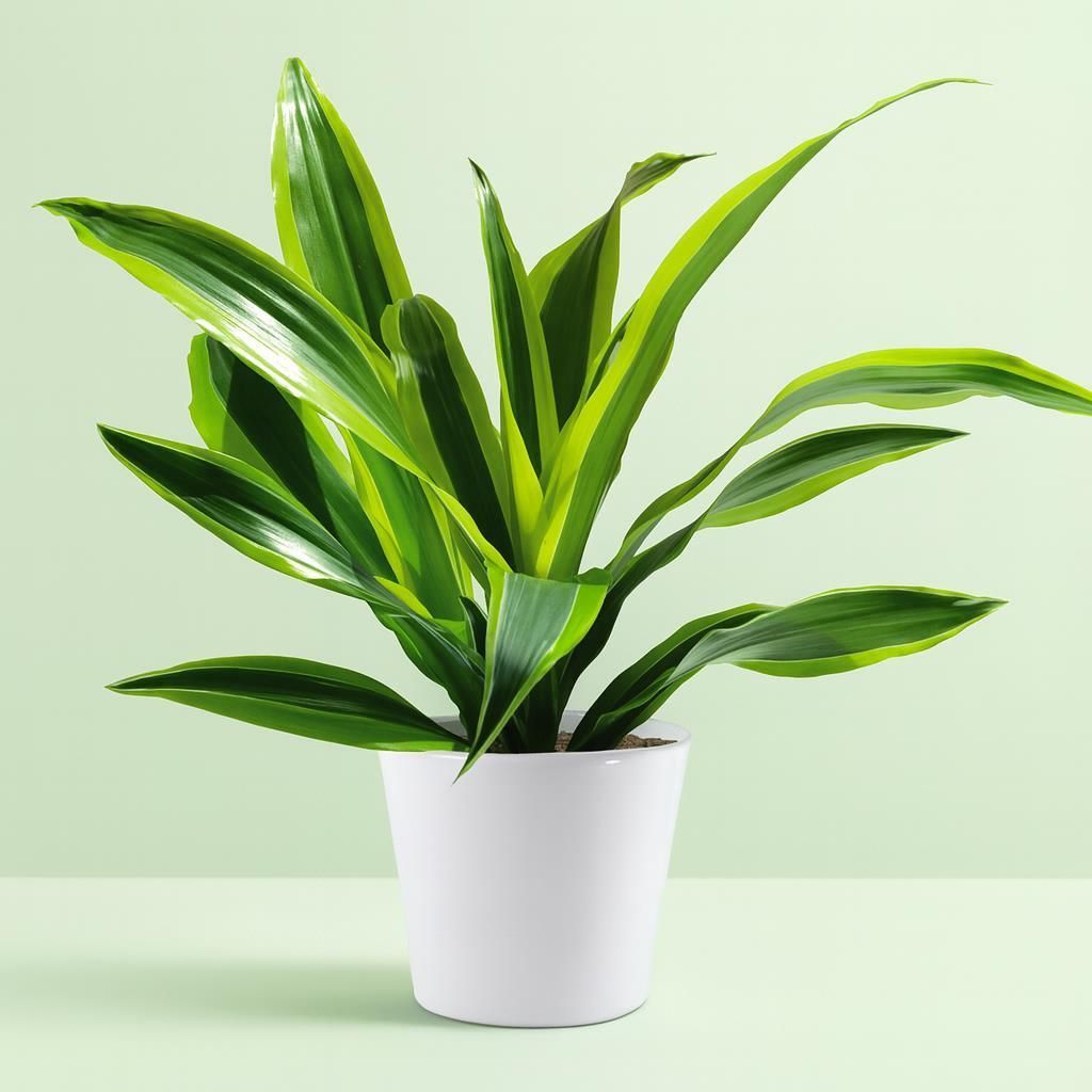 Dracaena fragrans 'Surprise' Houseplant