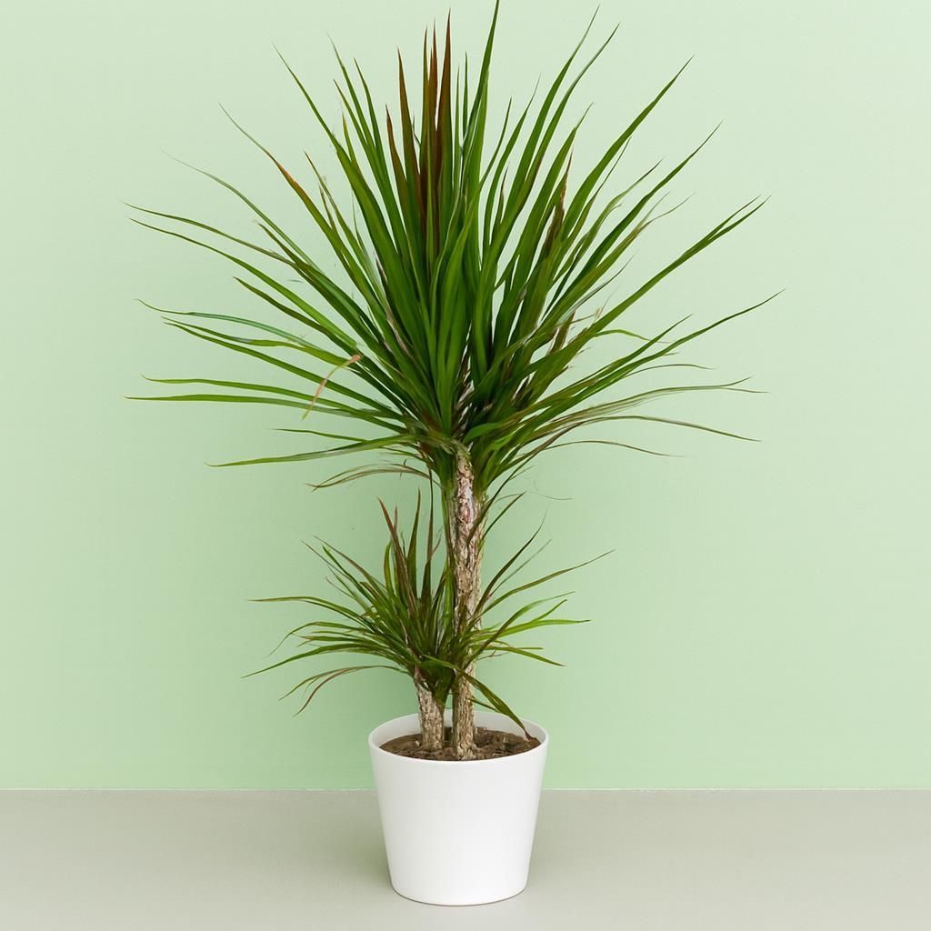 Standard Dracaena marginata Indoor Plant