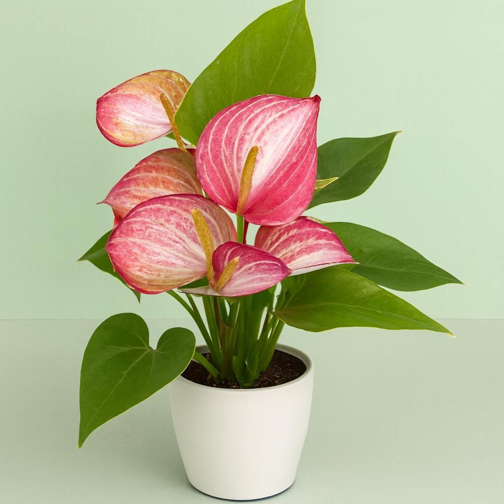 Buy Anthurium Livium Red White 14 cm Online - Gardens4you