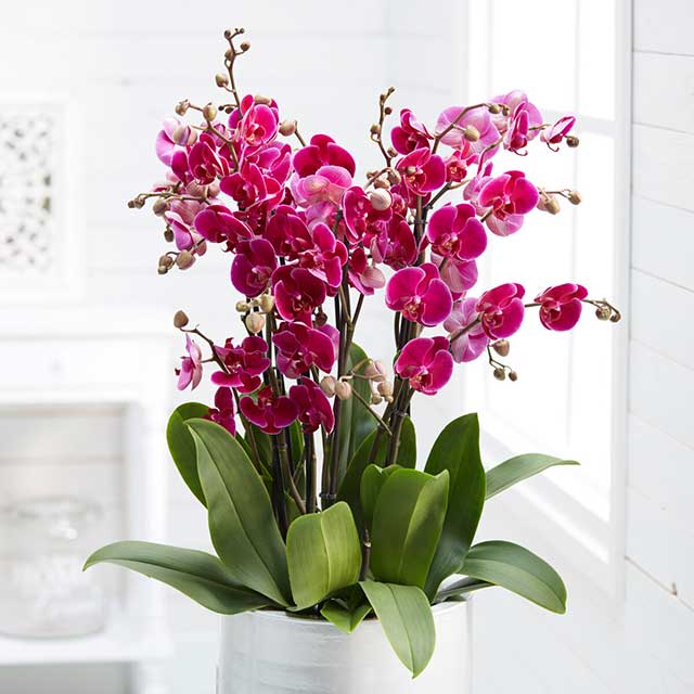 buy flowering house plants